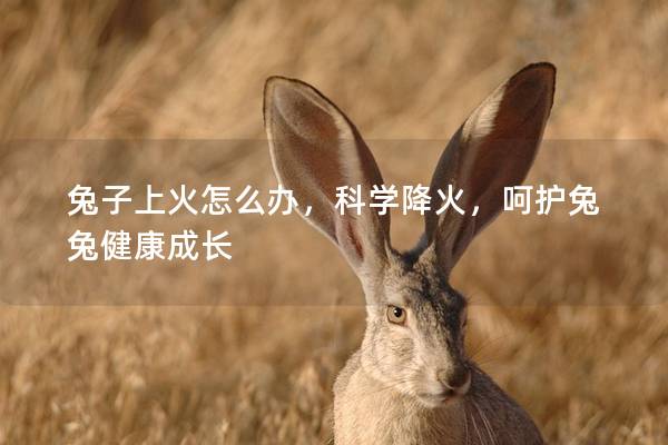 兔子上火怎么办，科学降火，呵护兔兔健康成长