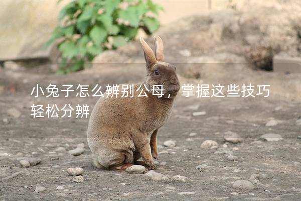 小兔子怎么辨别公母，掌握这些技巧轻松分辨
