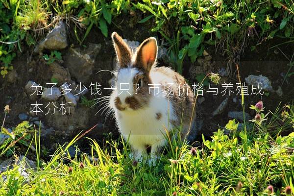 兔子多少钱一只？市场价格与养殖成本分析