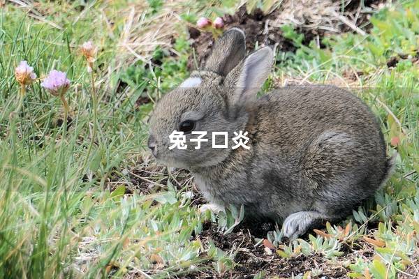 兔子口炎