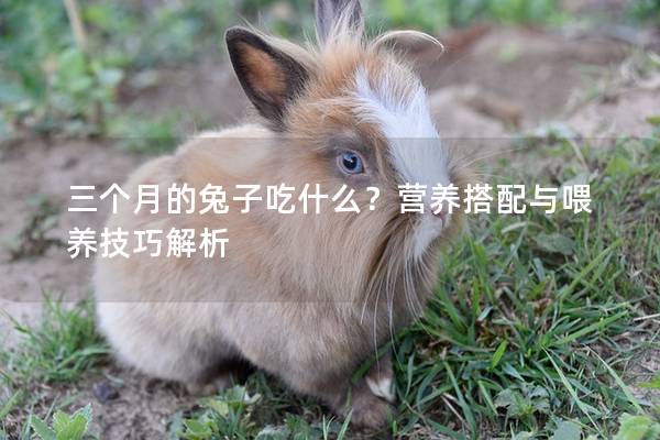 三个月的兔子吃什么？营养搭配与喂养技巧解析