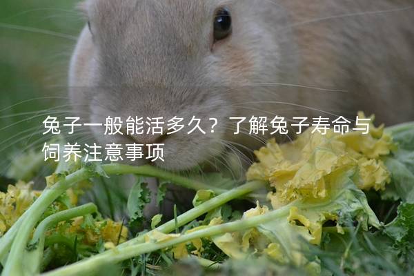 兔子一般能活多久？了解兔子寿命与饲养注意事项