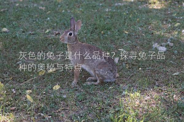 灰色的兔子是什么品种？探寻兔子品种的奥秘与特点