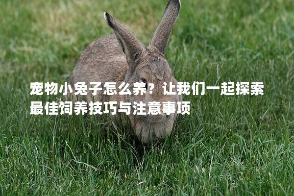 宠物小兔子怎么养？让我们一起探索最佳饲养技巧与注意事项