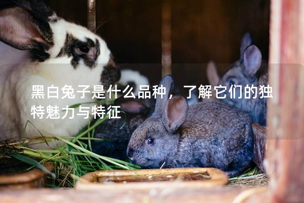 黑白兔子是什么品种，了解它们的独特魅力与特征