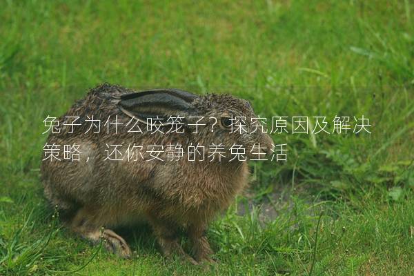 兔子为什么咬笼子？探究原因及解决策略，还你安静的养兔生活