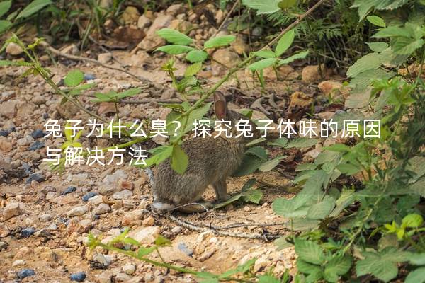 兔子为什么臭？探究兔子体味的原因与解决方法