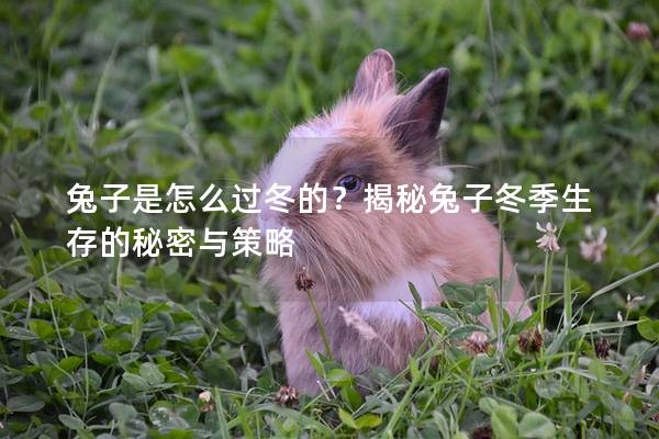 兔子是怎么过冬的？揭秘兔子冬季生存的秘密与策略
