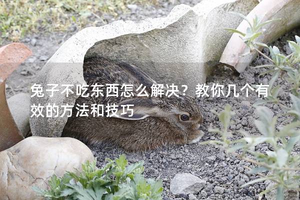 兔子不吃东西怎么解决？教你几个有效的方法和技巧
