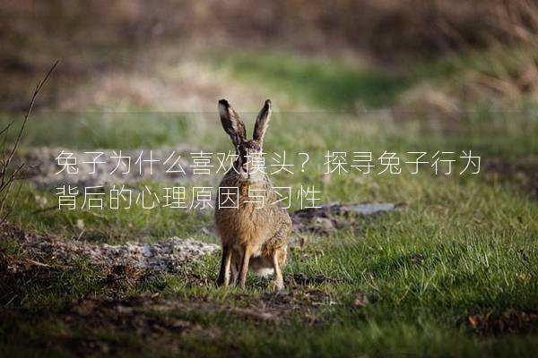 兔子为什么喜欢摸头？探寻兔子行为背后的心理原因与习性