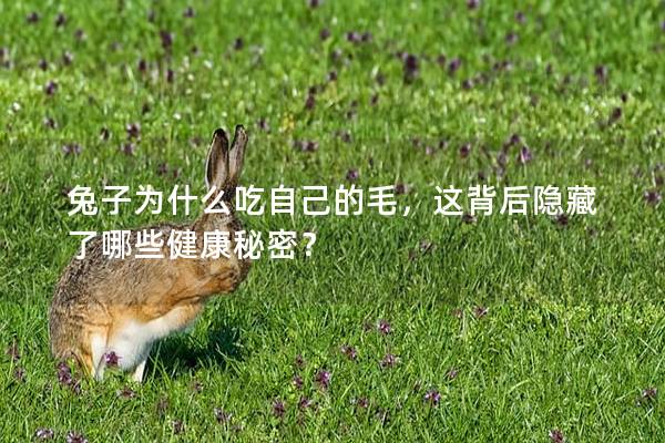 兔子为什么吃自己的毛，这背后隐藏了哪些健康秘密？