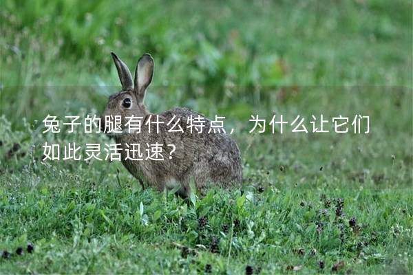 兔子的腿有什么特点，为什么让它们如此灵活迅速？