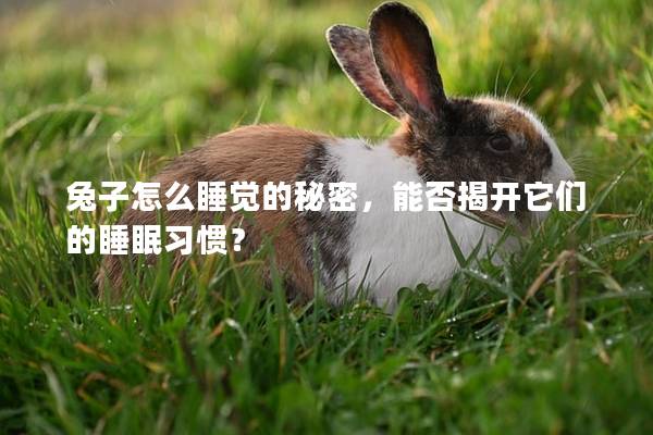 兔子怎么睡觉的秘密，能否揭开它们的睡眠习惯？