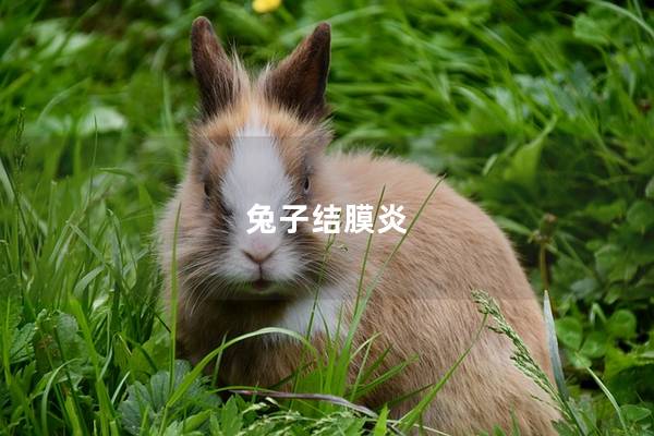 兔子结膜炎