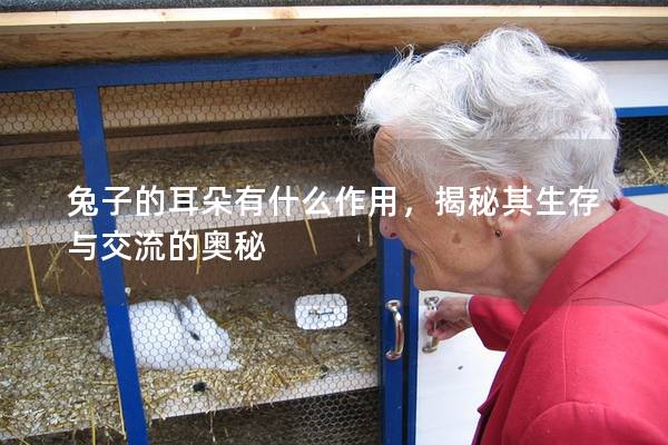 兔子的耳朵有什么作用，揭秘其生存与交流的奥秘