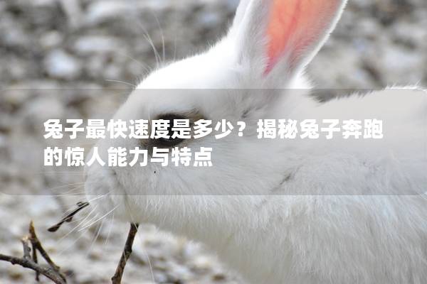 兔子最快速度是多少？揭秘兔子奔跑的惊人能力与特点