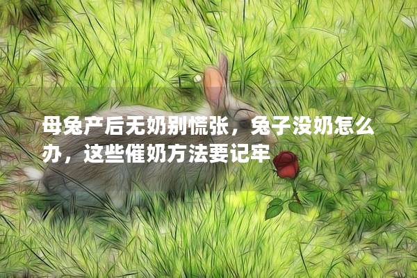 母兔产后无奶别慌张，兔子没奶怎么办，这些催奶方法要记牢