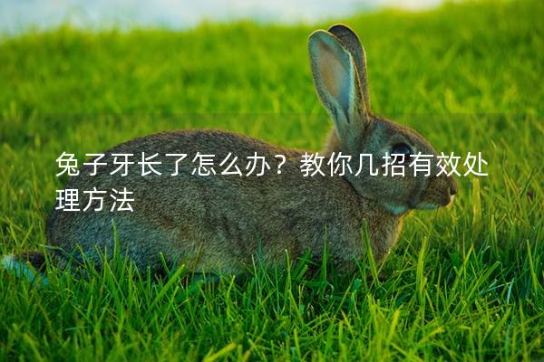 兔子牙长了怎么办？教你几招有效处理方法