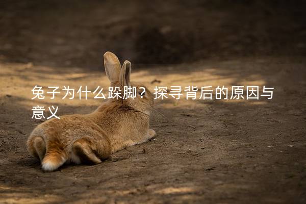 兔子为什么跺脚？探寻背后的原因与意义