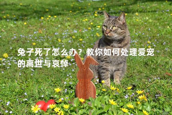 兔子死了怎么办？教你如何处理爱宠的离世与哀悼