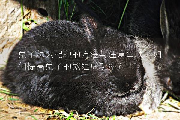 兔子怎么配种的方法与注意事项，如何提高兔子的繁殖成功率？