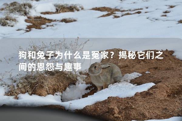 狗和兔子为什么是冤家？揭秘它们之间的恩怨与趣事