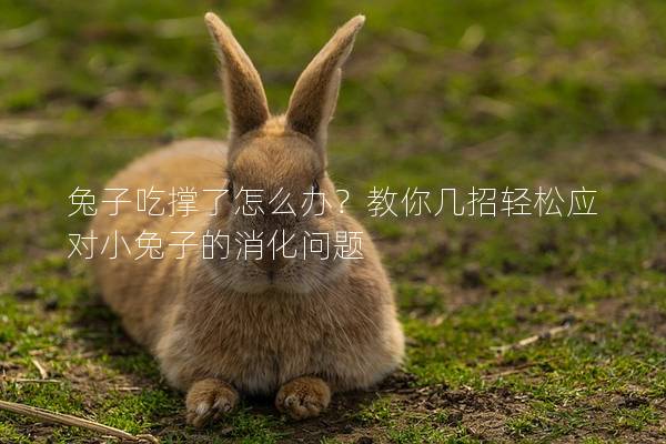 兔子吃撑了怎么办？教你几招轻松应对小兔子的消化问题