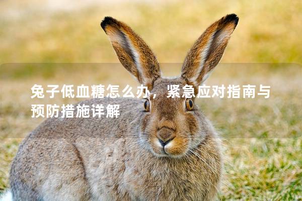兔子低血糖怎么办，紧急应对指南与预防措施详解