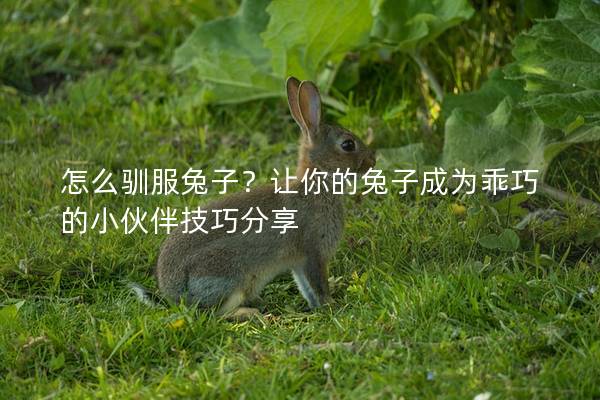 怎么驯服兔子？让你的兔子成为乖巧的小伙伴技巧分享