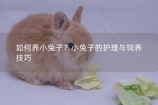 如何养小兔子？小兔子的护理与饲养技巧