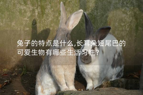兔子的特点是什么,长耳朵短尾巴的可爱生物有哪些生活习性？