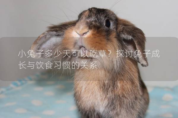 小兔子多少天可以吃草？探讨兔子成长与饮食习惯的关系