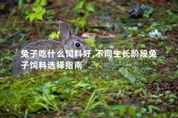 兔子吃什么饲料好,不同生长阶段兔子饲料选择指南