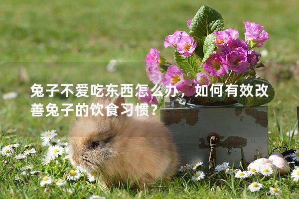 兔子不爱吃东西怎么办，如何有效改善兔子的饮食习惯？