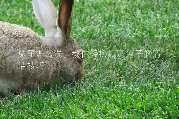 兔子怎么洗，教你轻松搞定兔子的清洁技巧