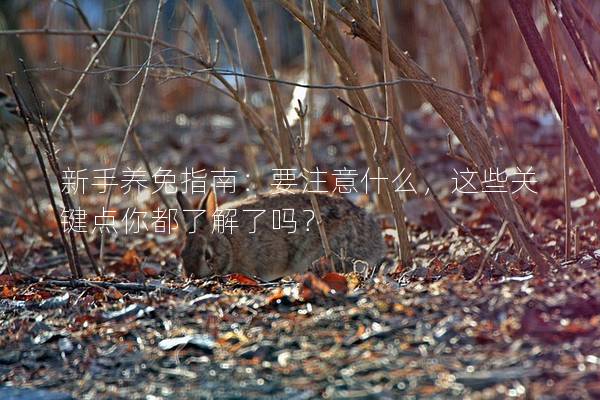 新手养兔指南：要注意什么，这些关键点你都了解了吗？