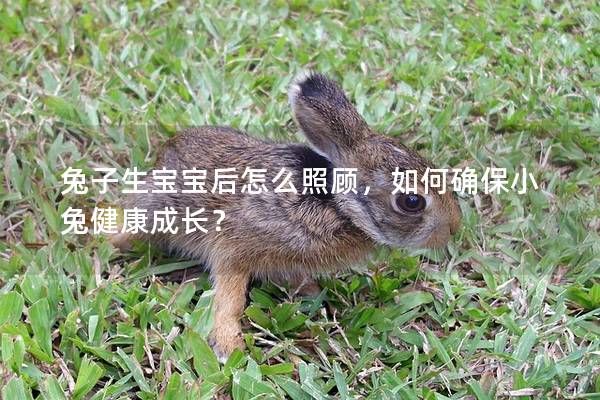 兔子生宝宝后怎么照顾，如何确保小兔健康成长？