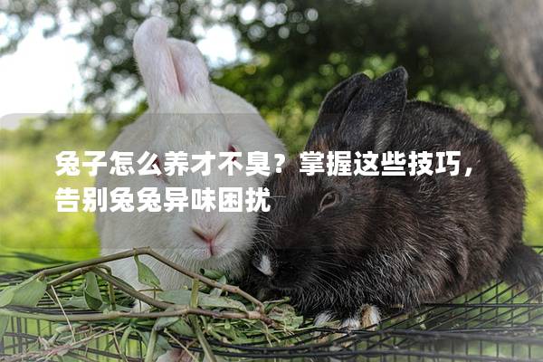 兔子怎么养才不臭？掌握这些技巧，告别兔兔异味困扰