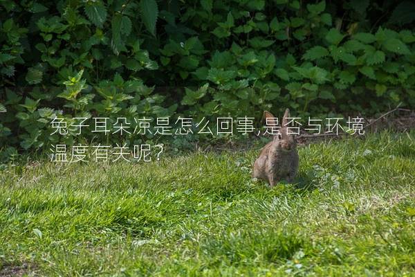 兔子耳朵凉是怎么回事,是否与环境温度有关呢？