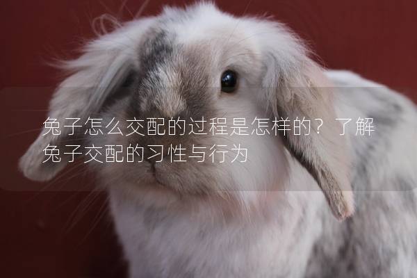 兔子怎么交配的过程是怎样的？了解兔子交配的习性与行为