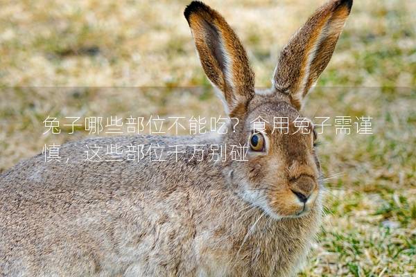 兔子哪些部位不能吃？食用兔子需谨慎，这些部位千万别碰