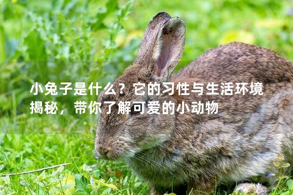 小兔子是什么？它的习性与生活环境揭秘，带你了解可爱的小动物