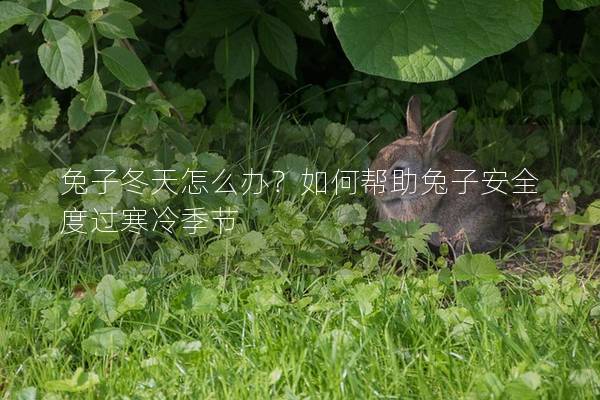 兔子冬天怎么办？如何帮助兔子安全度过寒冷季节