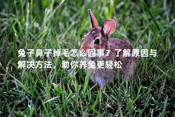 兔子鼻子掉毛怎么回事？了解原因与解决方法，助你养兔更轻松