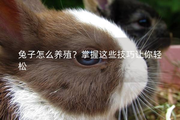 兔子怎么养殖？掌握这些技巧让你轻松