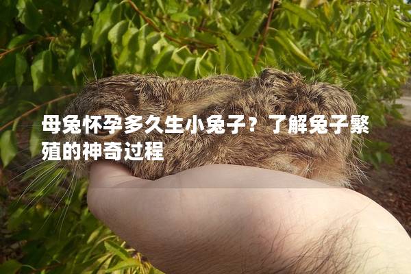 母兔怀孕多久生小兔子？了解兔子繁殖的神奇过程