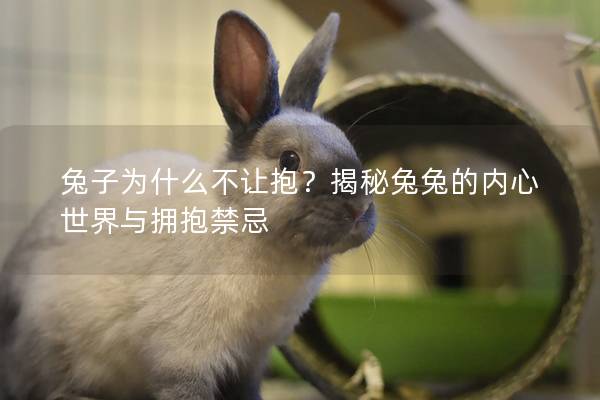 兔子为什么不让抱？揭秘兔兔的内心世界与拥抱禁忌