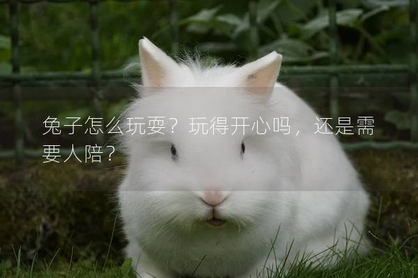 兔子怎么玩耍？玩得开心吗，还是需要人陪？