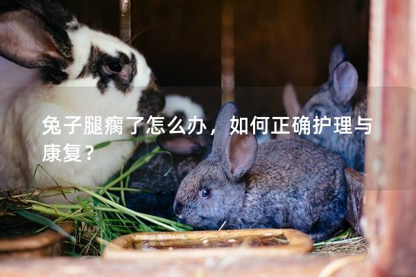 兔子腿瘸了怎么办，如何正确护理与康复？