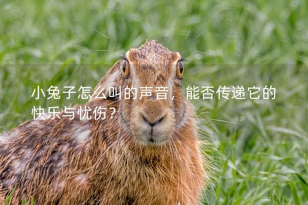 小兔子怎么叫的声音，能否传递它的快乐与忧伤？